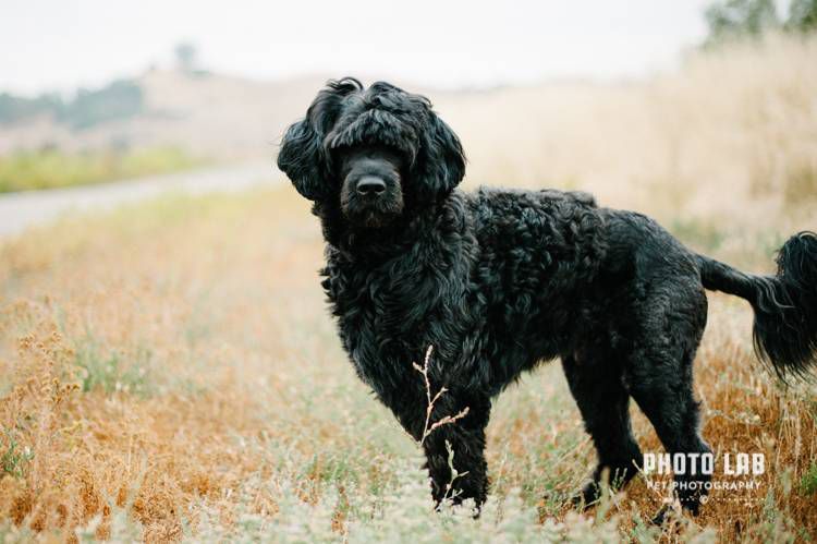 Un perro negro en un campo brumoso