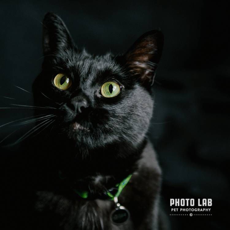 Un gato negro sobre un fondo negro