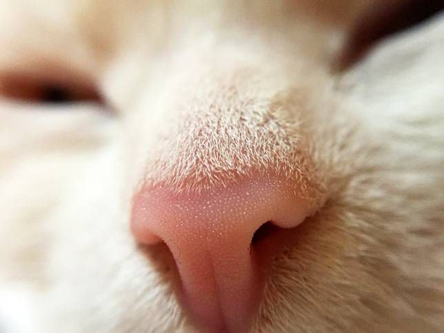Primer plano de la nariz del gato