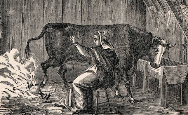 ilustración de la señora catherine o'leary y su vaca