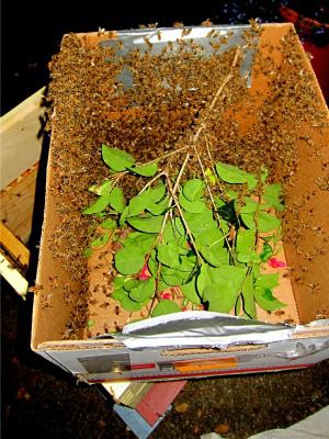 Caja de recogida de enjambres de abejas