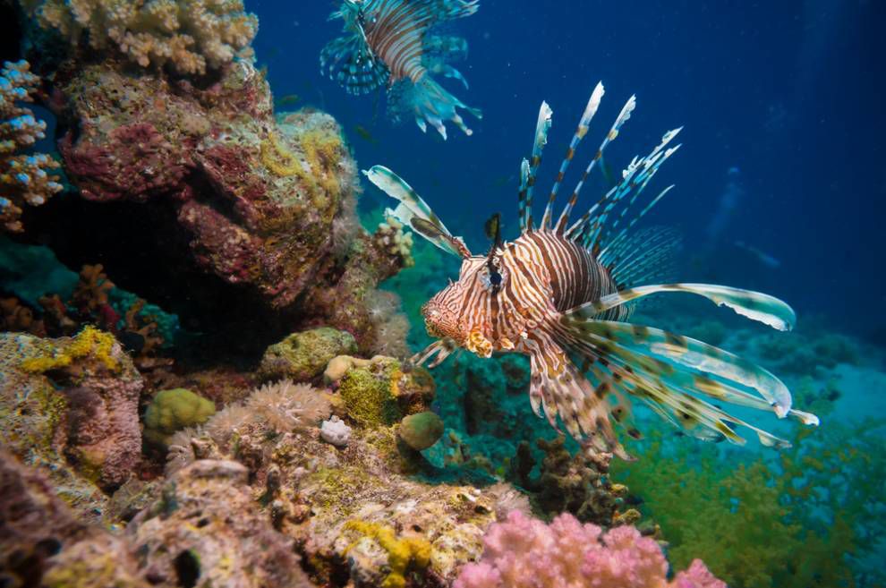pez león junto a un colorido arrecife de coral azul y amarillo