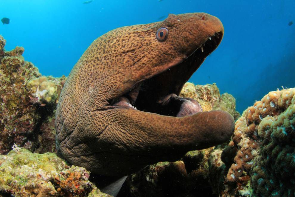 La cabeza de una morena asomando por el arrecife de coral con la boca abierta