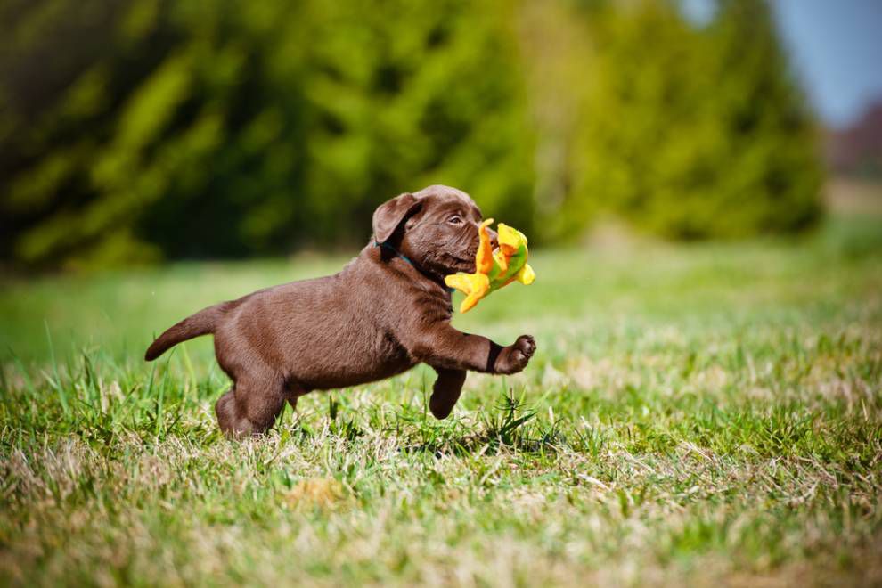 cachorro de laboratorio corriendo por la hierba con un juguete