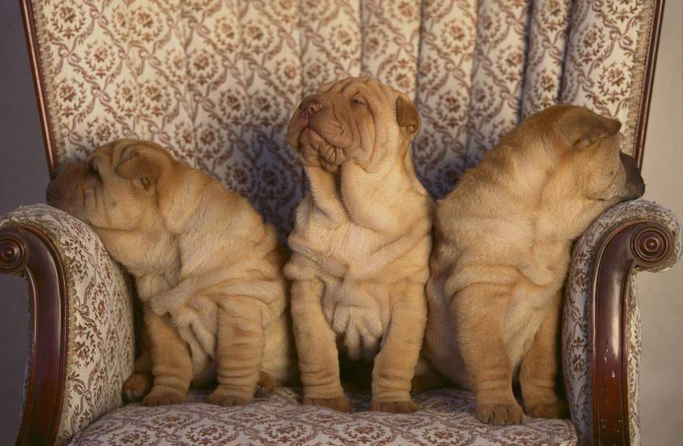 tres cachorros en la silla