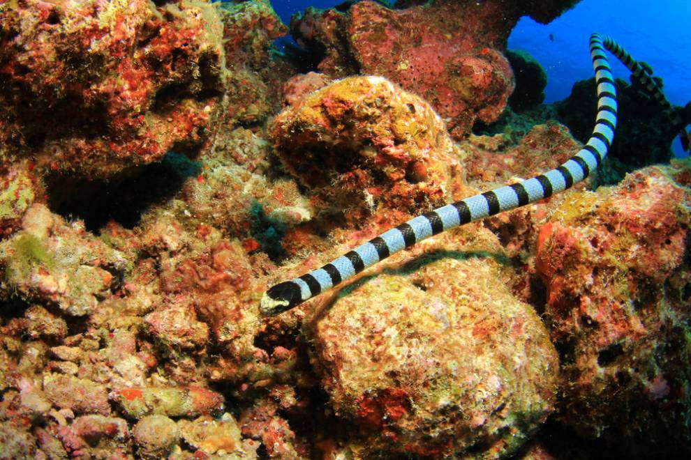 una serpiente marina azul con rayas negras y cara amarilla en un arrecife de coral