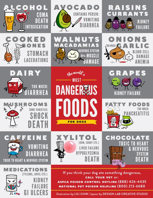 alimentos que no deben comer los perros