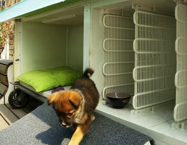 perro sin hogar en una casa hecha con un viejo frigorífico