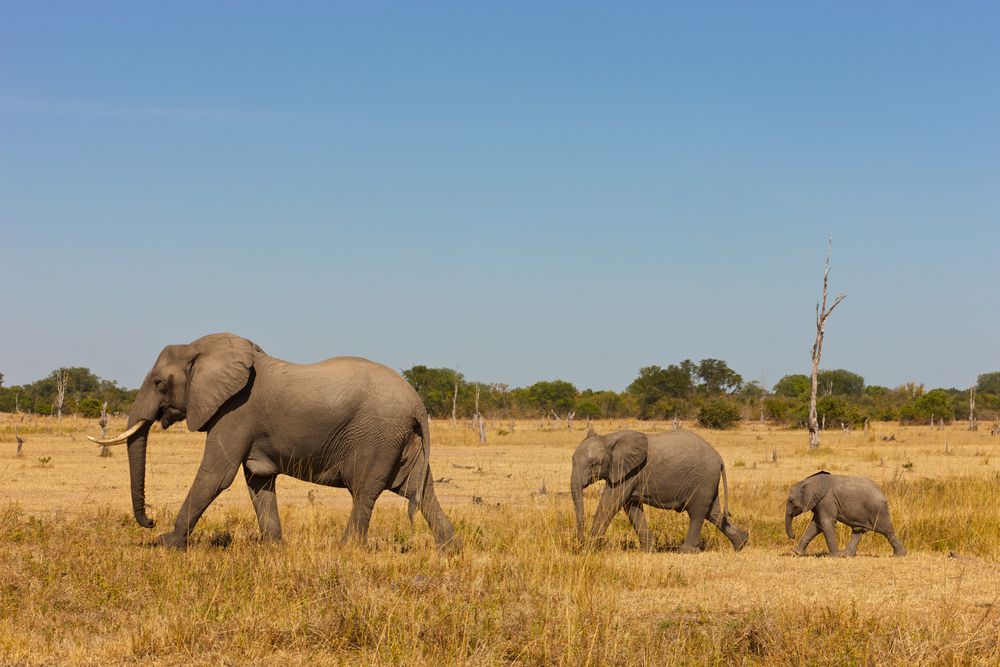 Una pequeña manada de tres elefantes africanos, un adulto, un joven y un bebé, caminando por una sabana