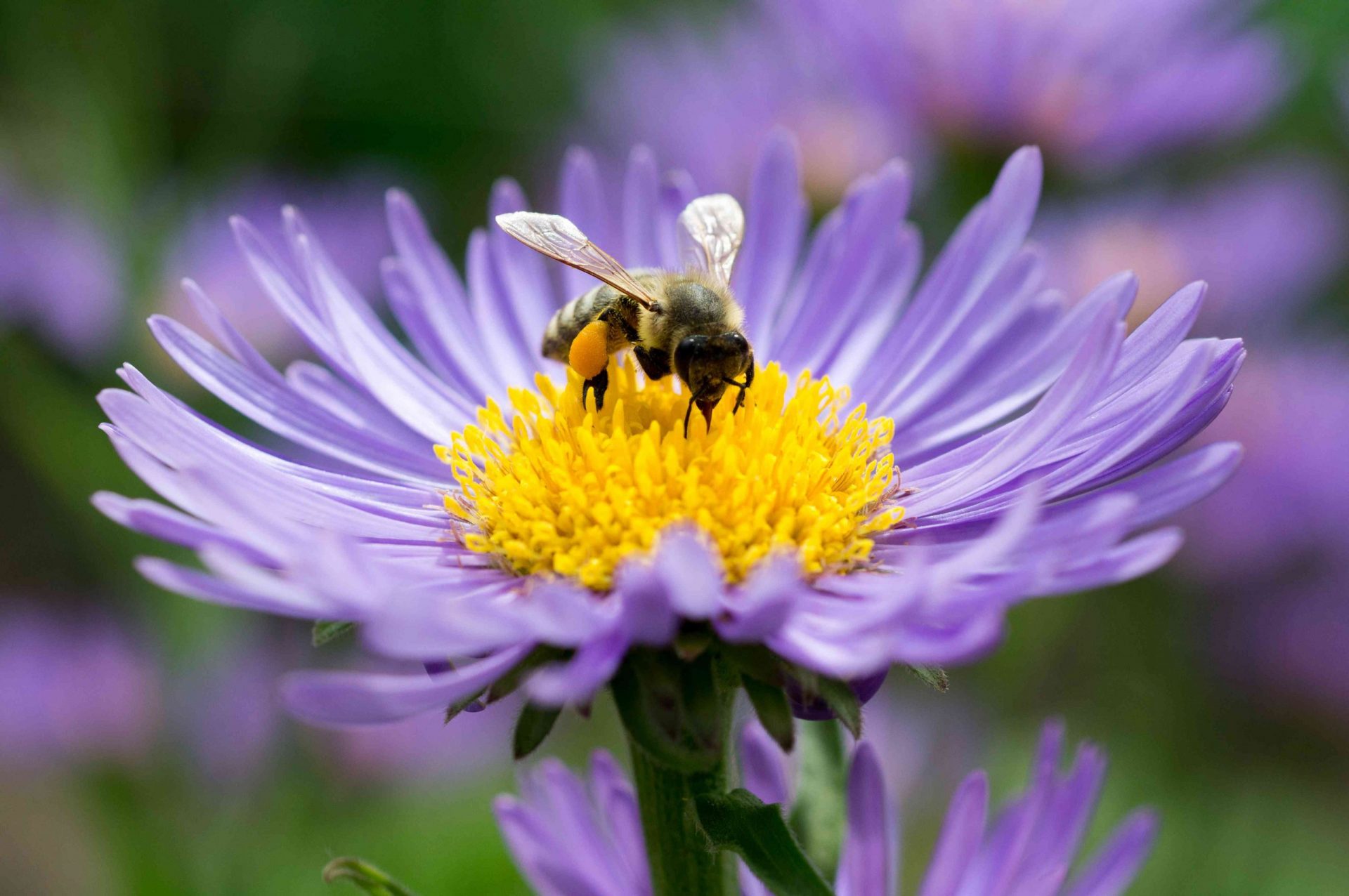 Una abeja melífera investiga un áster