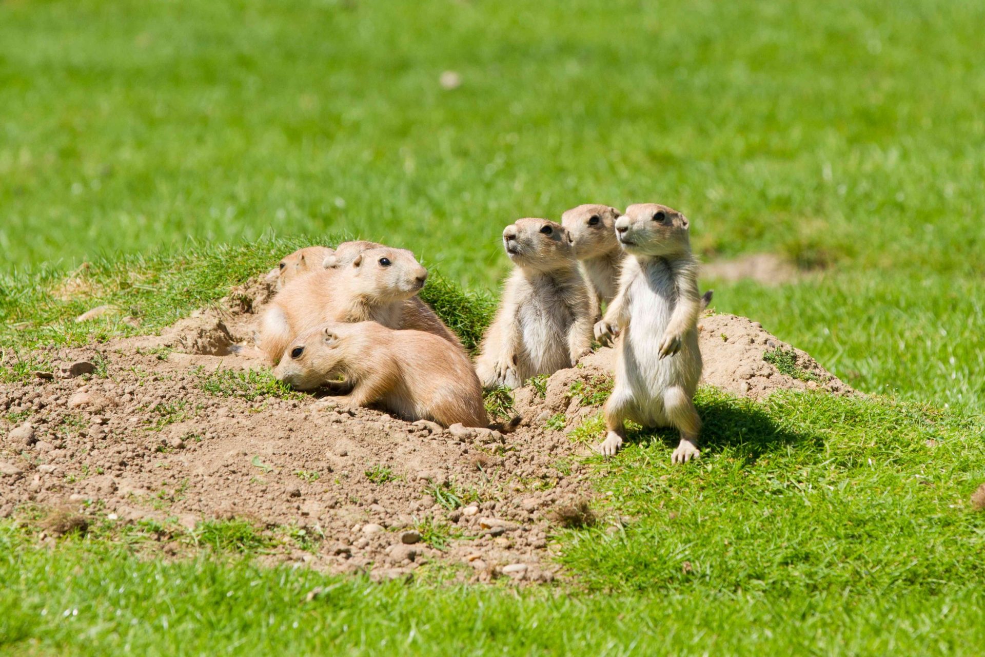 Una familia de perritos de la pradera saliendo de su madriguera en un campo de hierba verde con algunos mirando a lo lejos