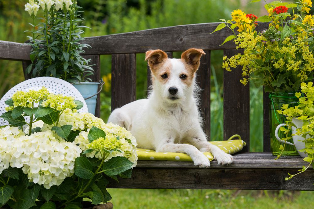 perro pequeño en un banco de jardín