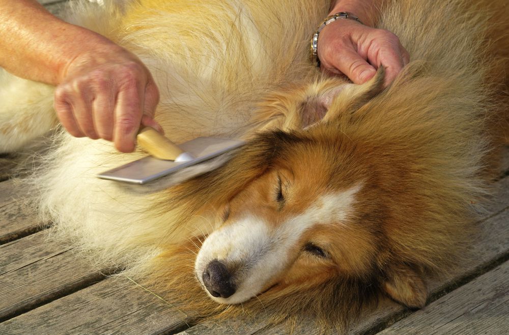 La dueña de un perro cepilla a su perro pastor de Shetland