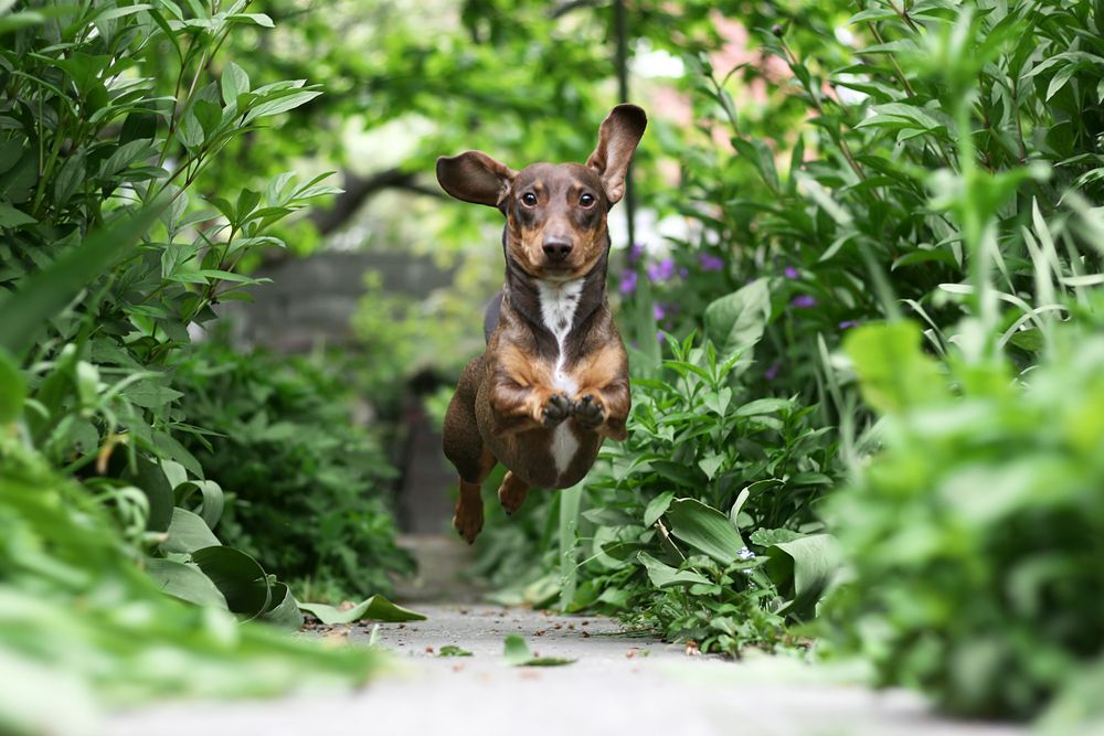 un perro pequeño avanza por un sendero del jardín