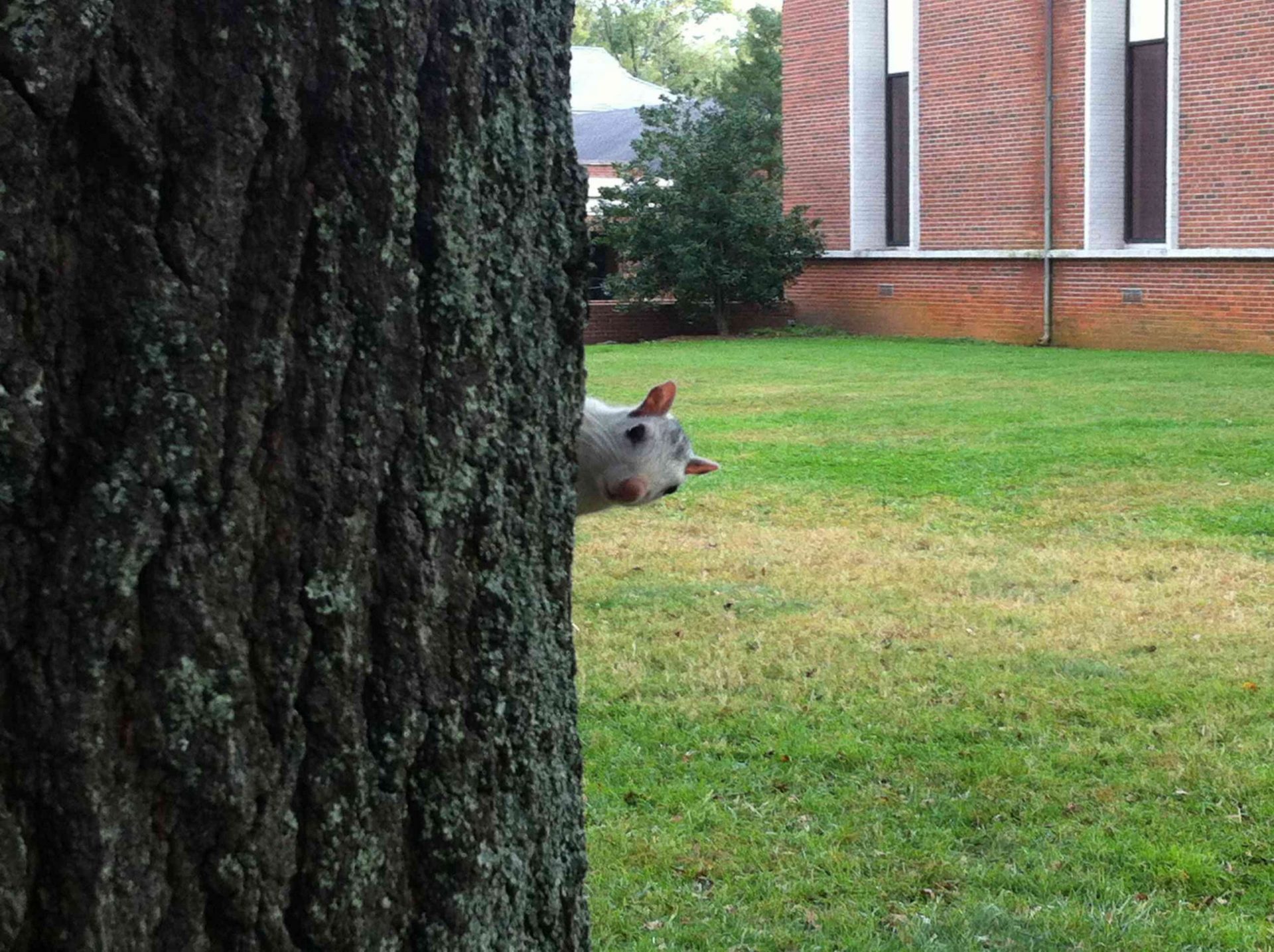 Una ardilla blanca se asoma por detrás de un árbol en el Brevard College de Brevard, Carolina del Norte