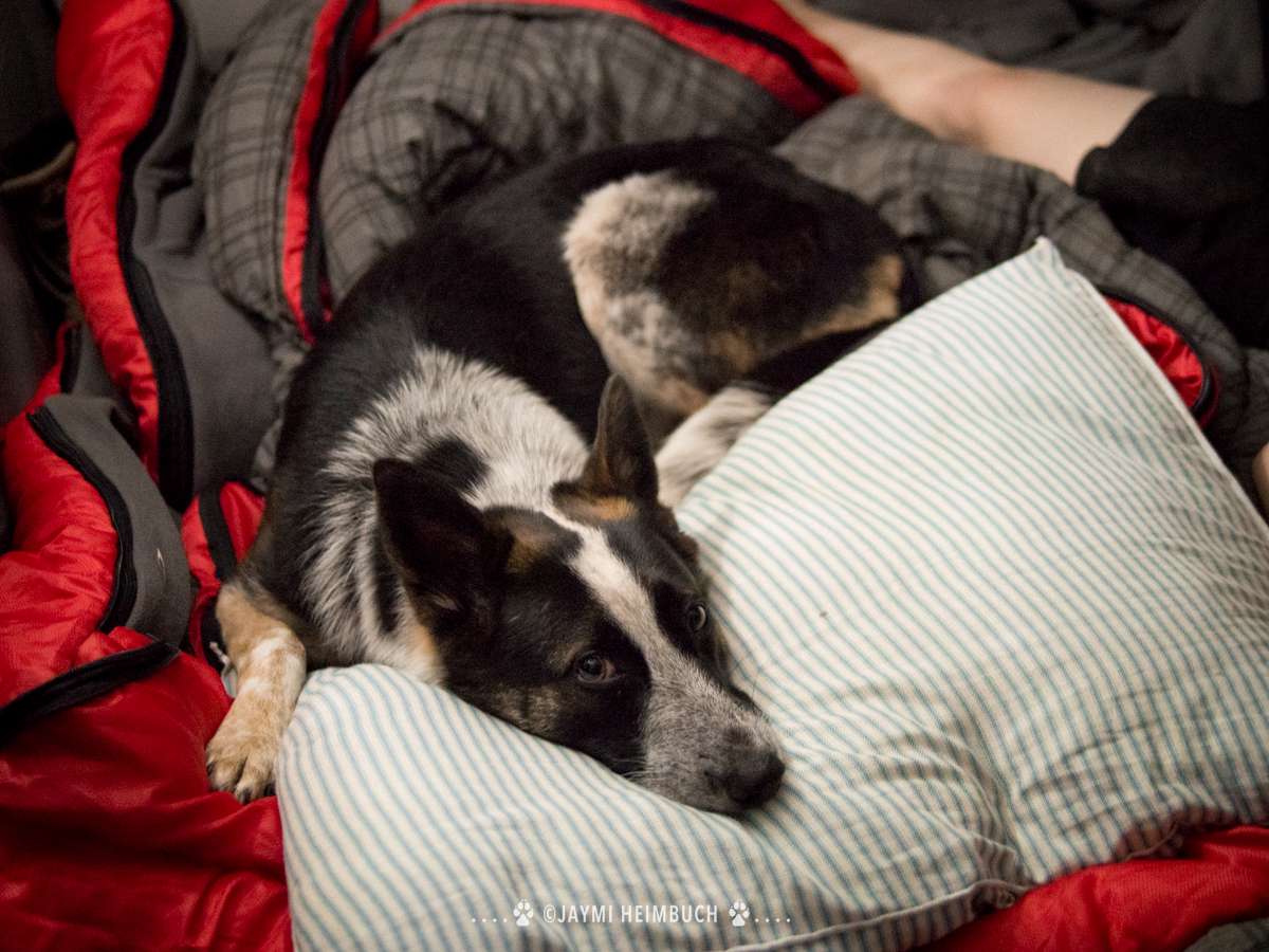 Dormir dentro de la tienda contigo evita que tu perro se mezcle con los bichos nocturnos que puedan visitar tu campamento por la noche