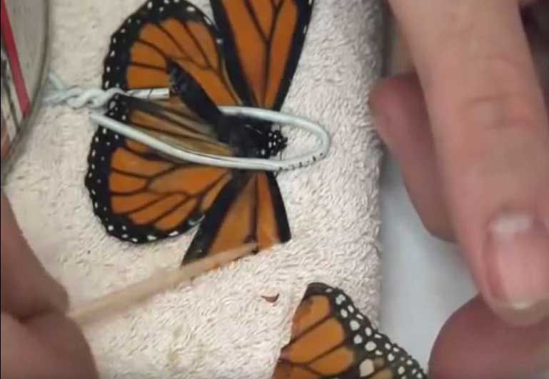 reparar ala de mariposa