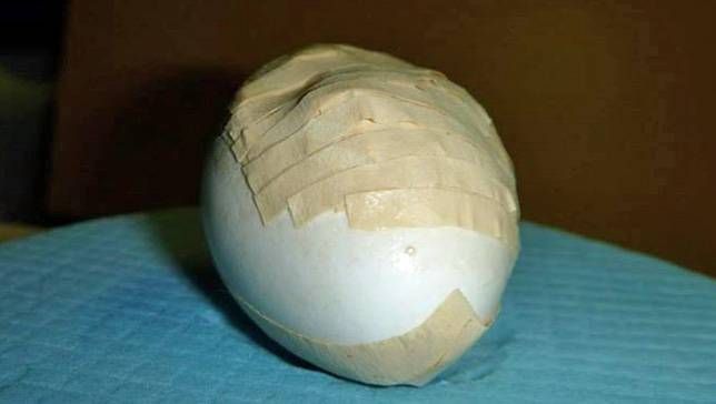 huevo de kakapo pegado