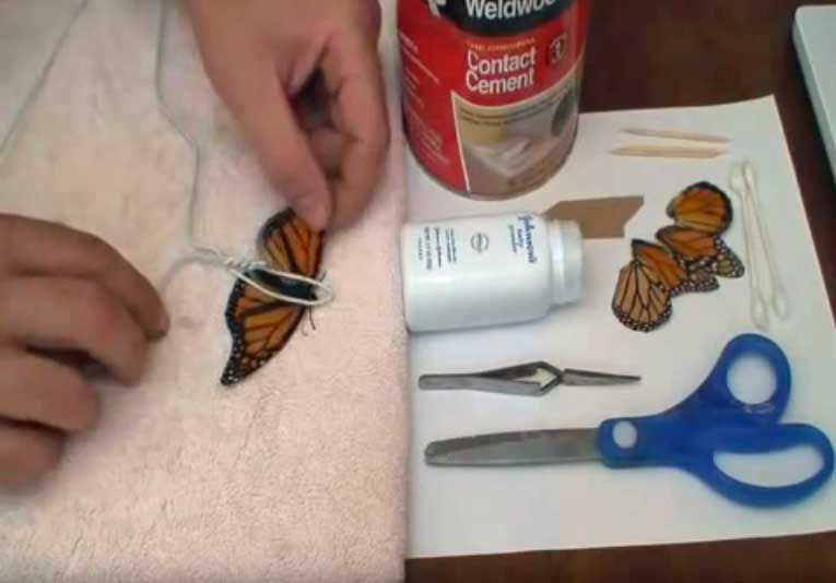 reparando un ala de mariposa monarca