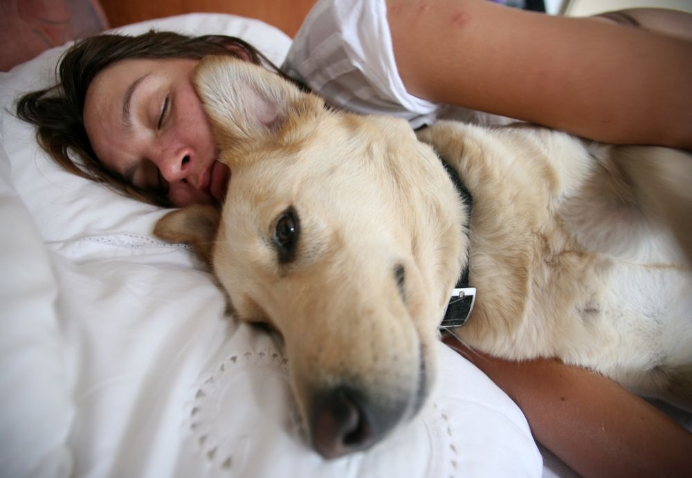 enorme perro durmiendo en la cama con una mujer