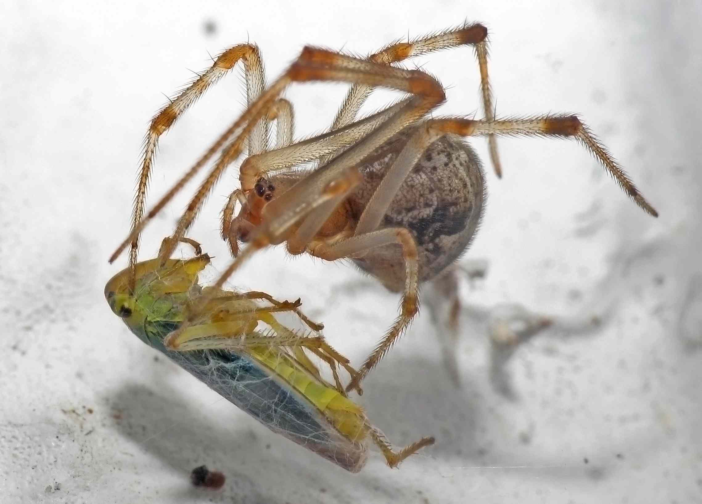 Parasteatoda tepidariorum o araña doméstica americana tiene un insecto para cenar
