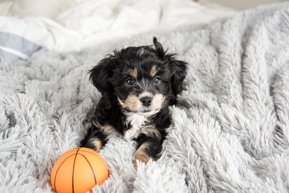 cachorrito con pelota de juguete encima de la cama