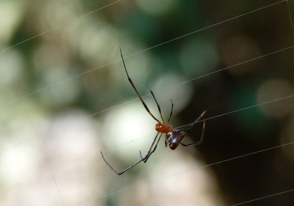 Araña roja y plateada de la gota de rocío en la tela de otra araña