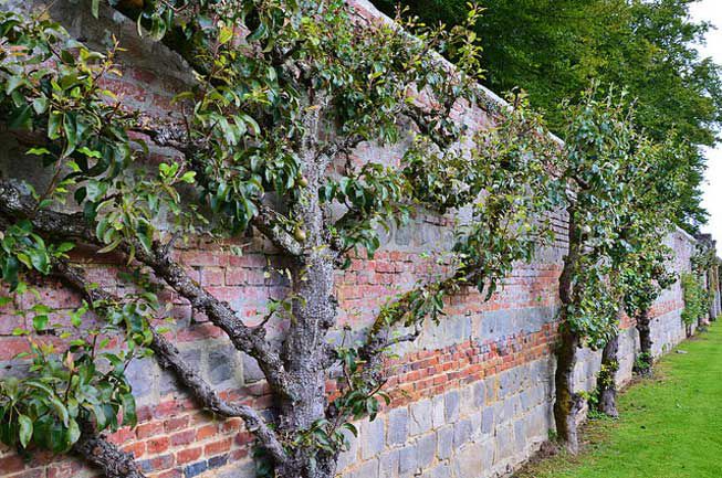 Un árbol en espaldera contra un muro de piedra