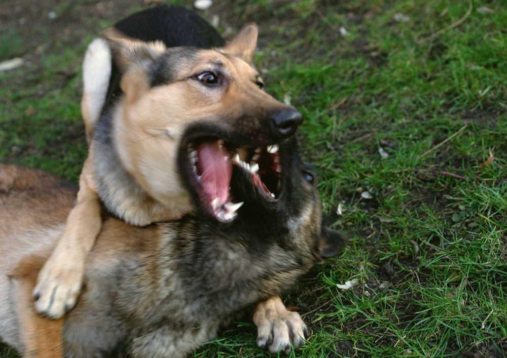Dos perros jugando duro en un parque para perros