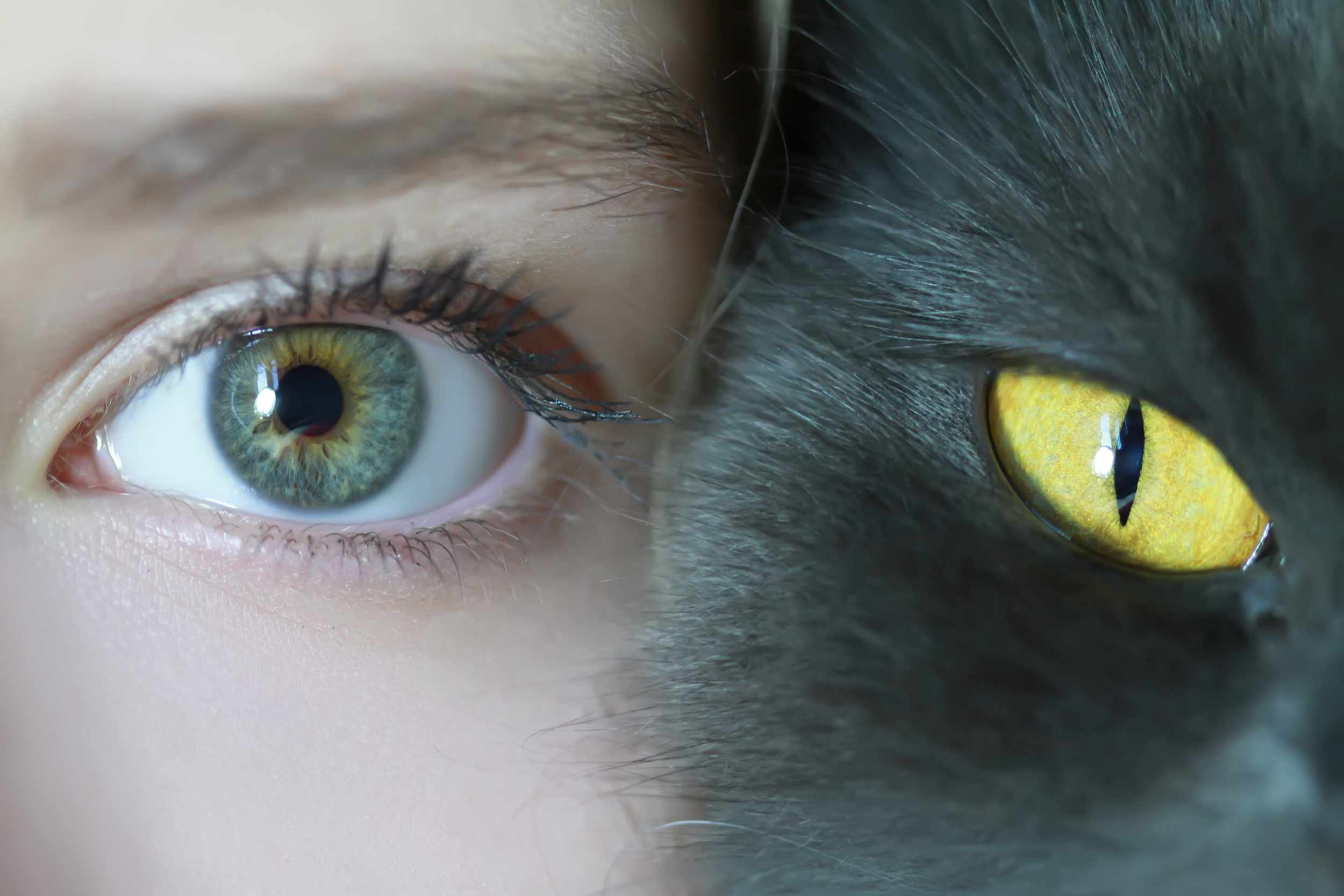 ojo humano y ojo de gato