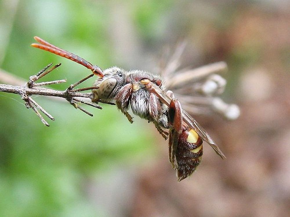 abeja cuco sujetándose a la planta usando sólo las mandíbulas