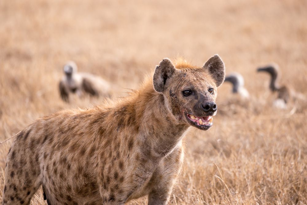 hiena manchada en la sabana de Tanzania