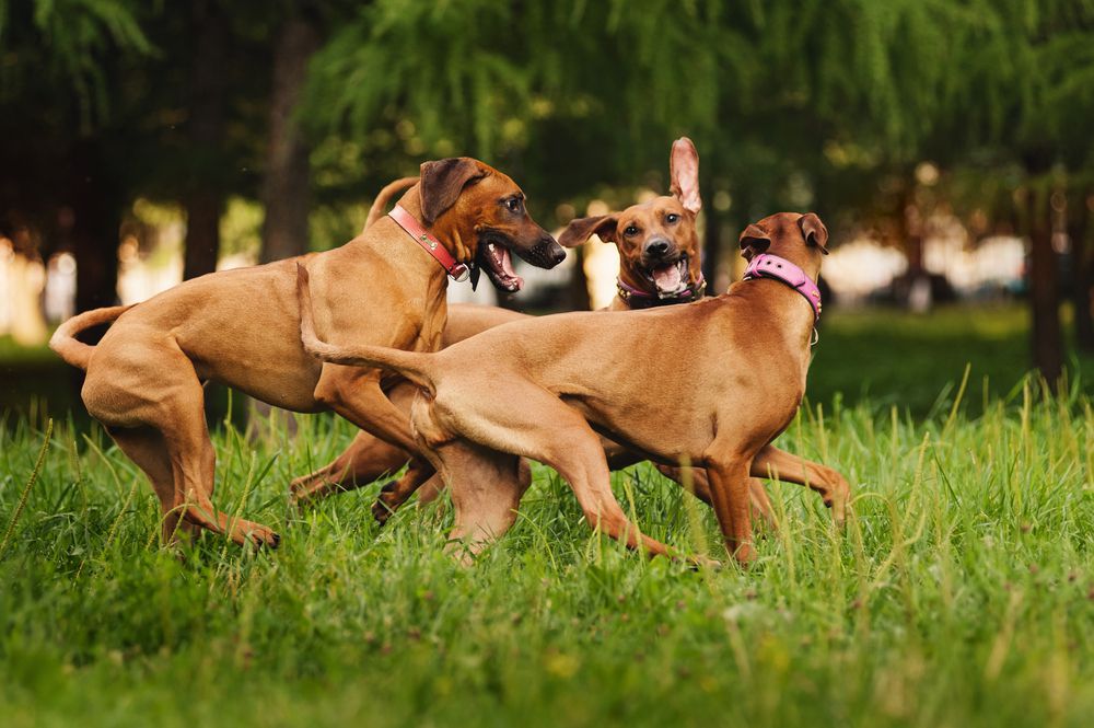 Tres perros corriendo y jugando en la hierba