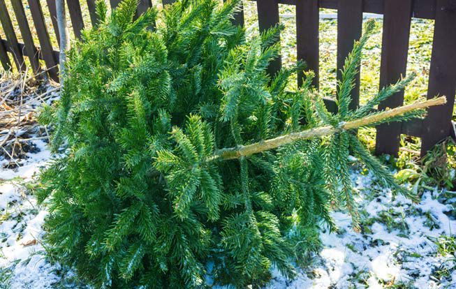 Un árbol de Navidad pelado a la espera de ser astillado