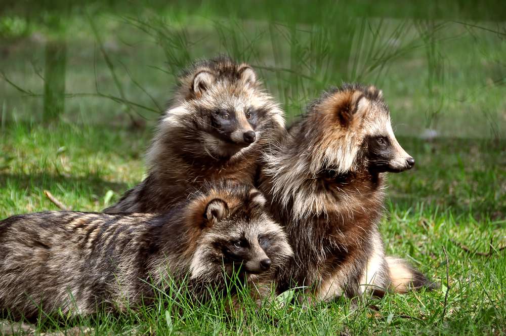 Una familia de mapaches tumbados en la hierba