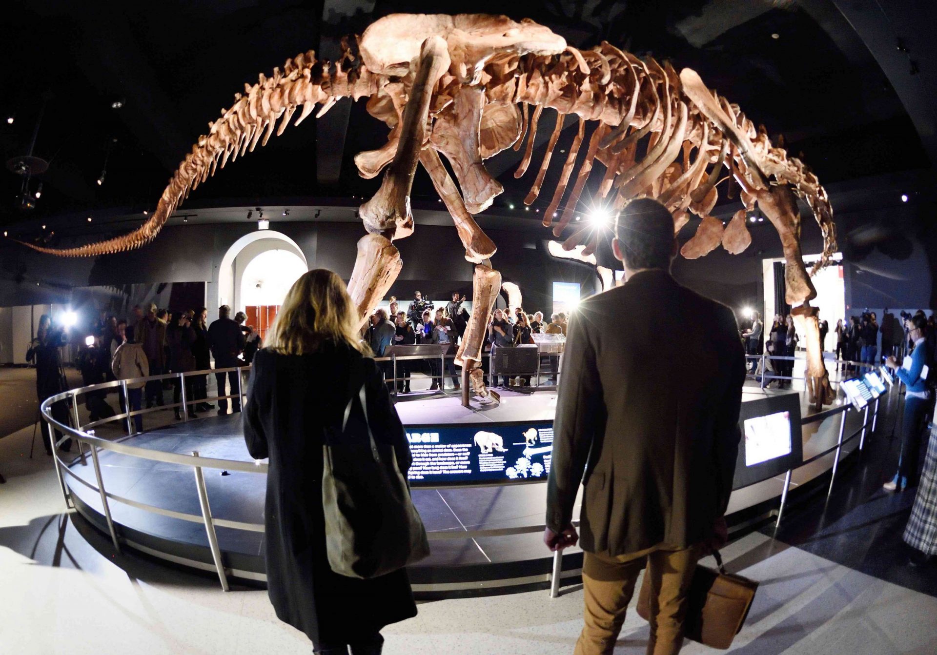 Exposición del titanosaurio Patagotitan en el museo americano de historia natural