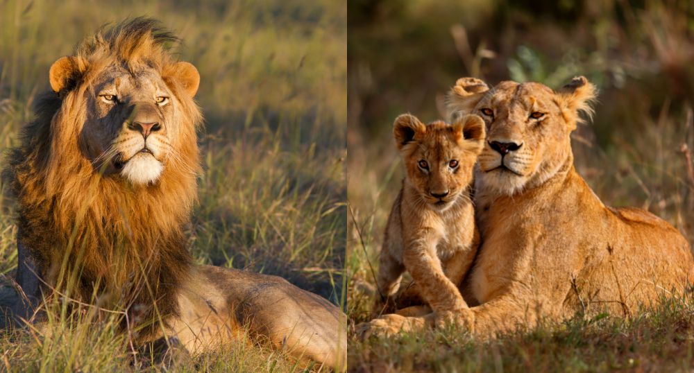 Un león africano macho y una leona africana con su cachorro