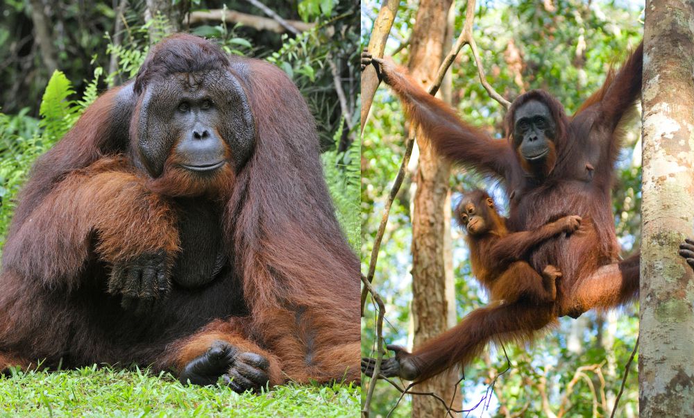 Orangutanes macho y hembra