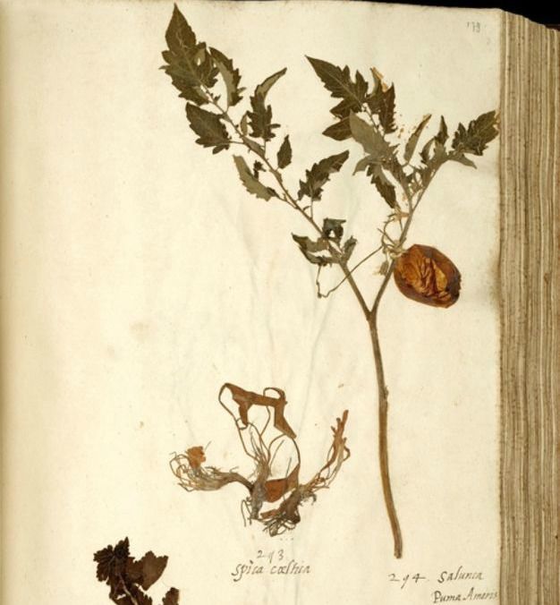 Hoja de herbario con las plantas de tomate más antiguas que se conservan en Europa, hacia 1542-1544