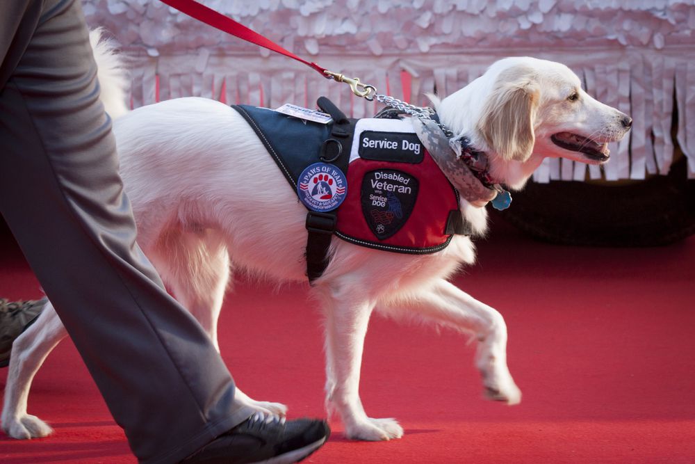 Perro de servicio blanco caminando junto a su adiestrador en una alfombra roja