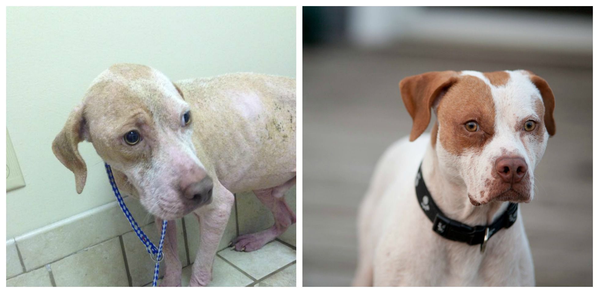 fotos del perro antes y después