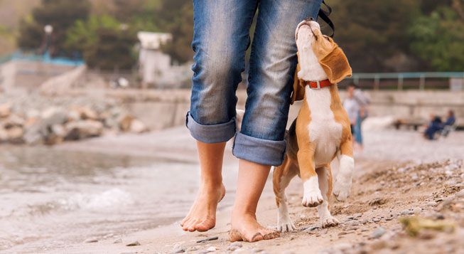 El perro pasea con su dueño por la playa