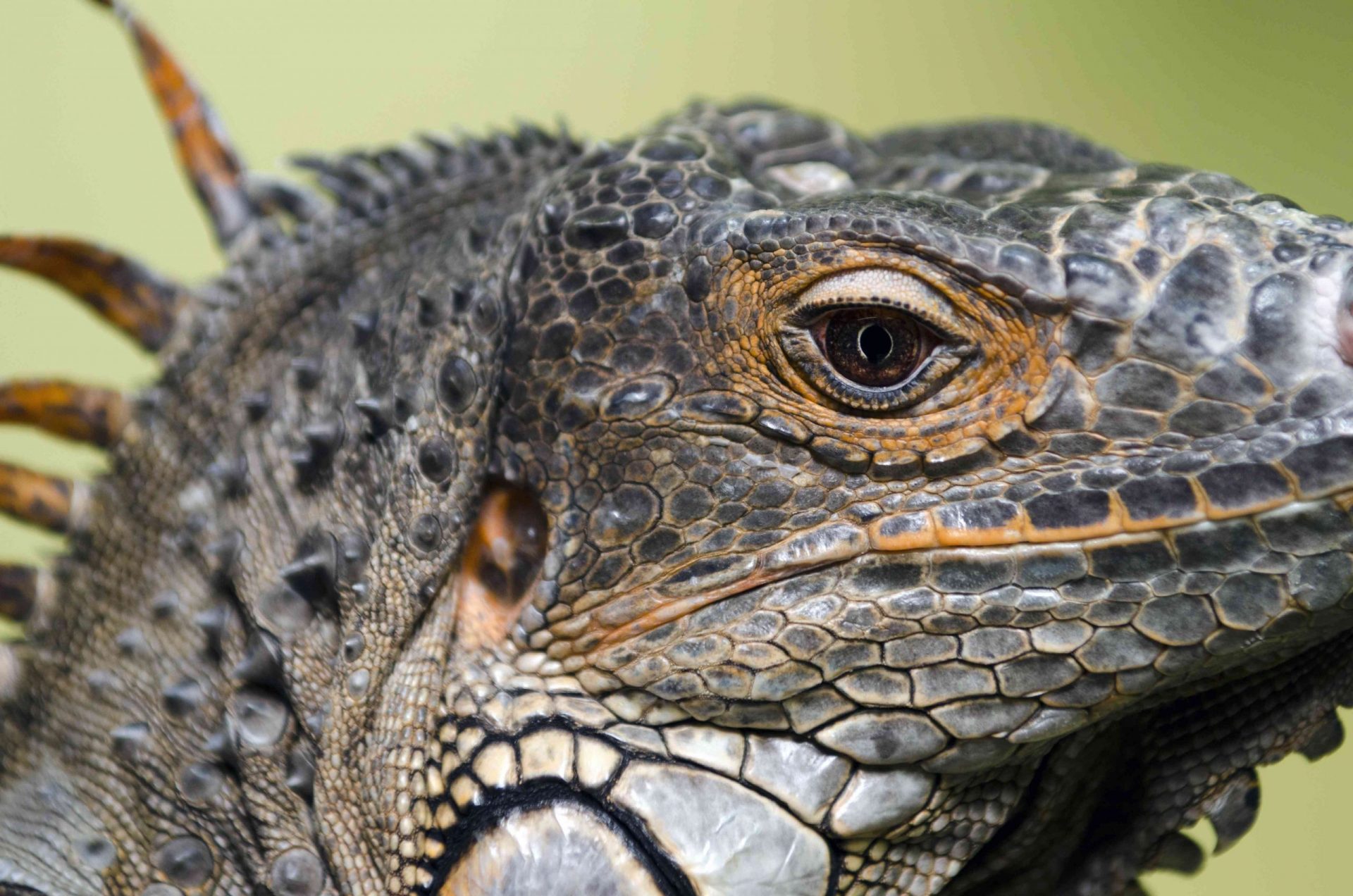 Primer plano del perfil de una iguana mostrando un ojo y el tercer ojo en la parte superior de la cabeza
