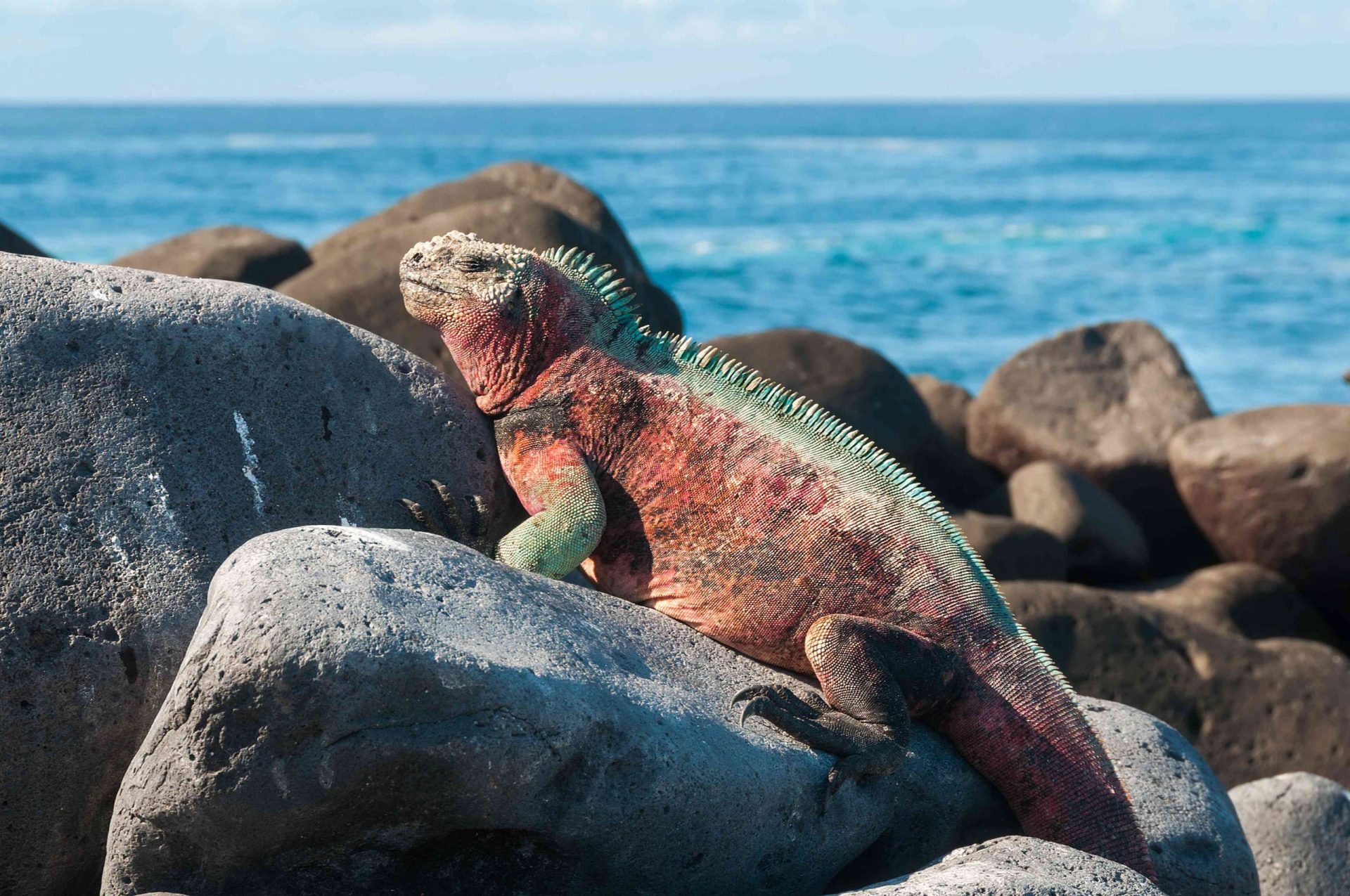 Una iguana marina de Galápagos de color rojo con ribetes verdes tomando el sol sobre grandes rocas cerca del agua