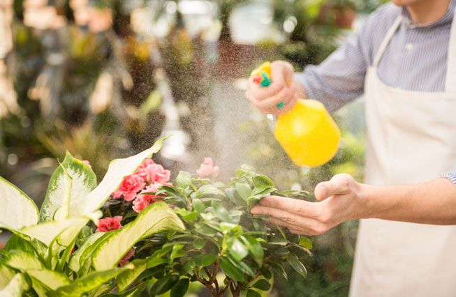 Un jardinero rocía un pesticida de bricolaje en las plantas