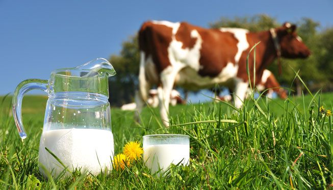 Una jarra y un vaso de leche en un pasto con vacas