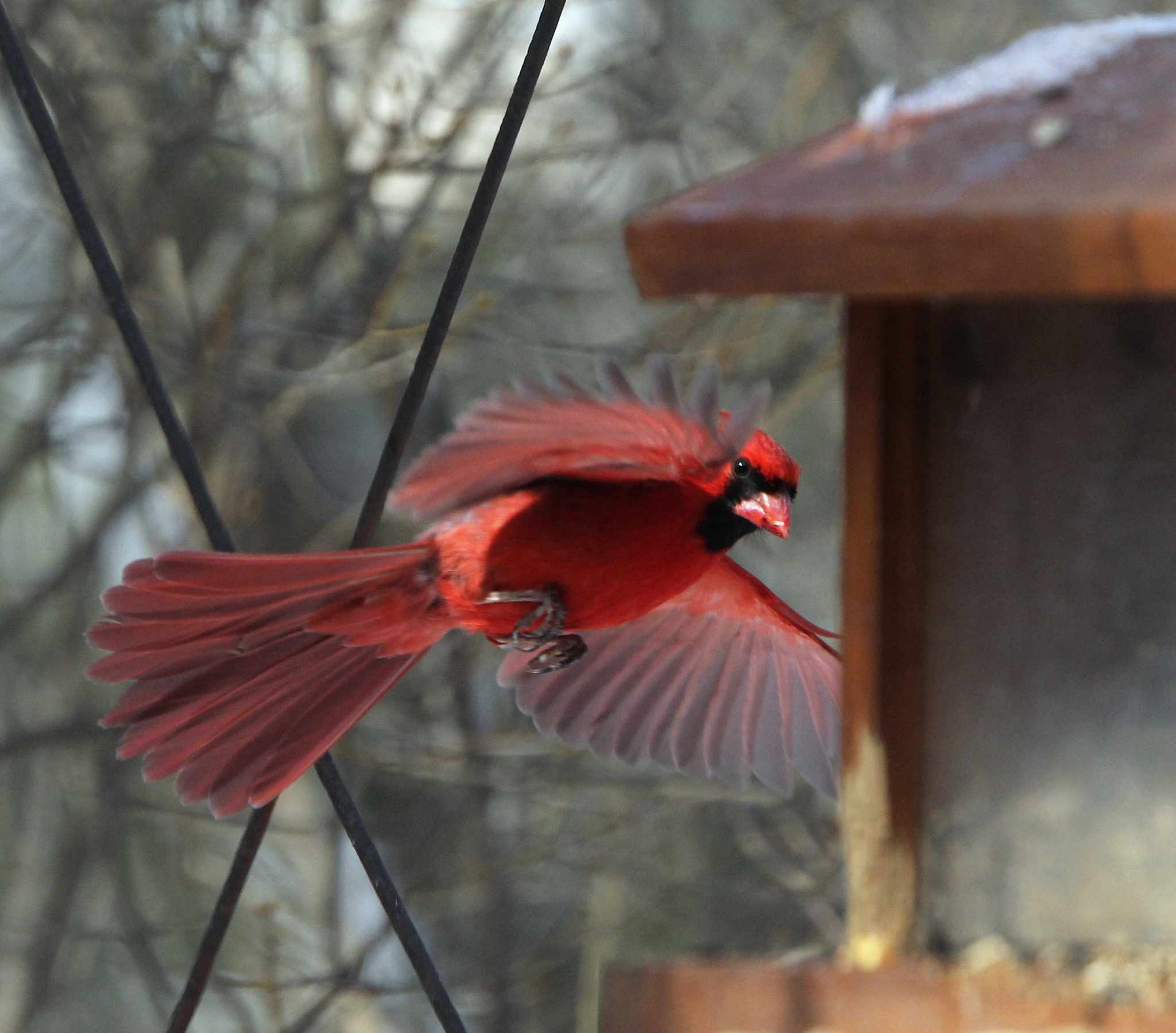 cardenal volando hacia el comedero
