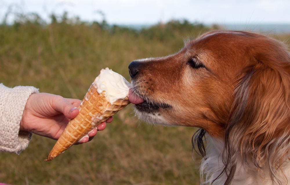 Compartir golosinas azucaradas o pedirle a tu perro comida rápida cuando vas al autoservicio puede parecer bonito, pero no es saludable