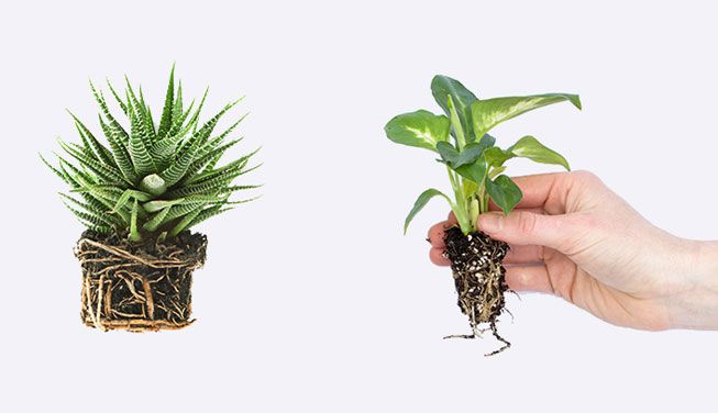 Una imagen del antes y el después de quitar la tierra de una planta alrededor de las raíces
