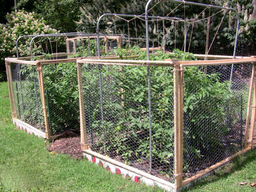 Plantas de tomate en jaulas de alambre de bricolaje
